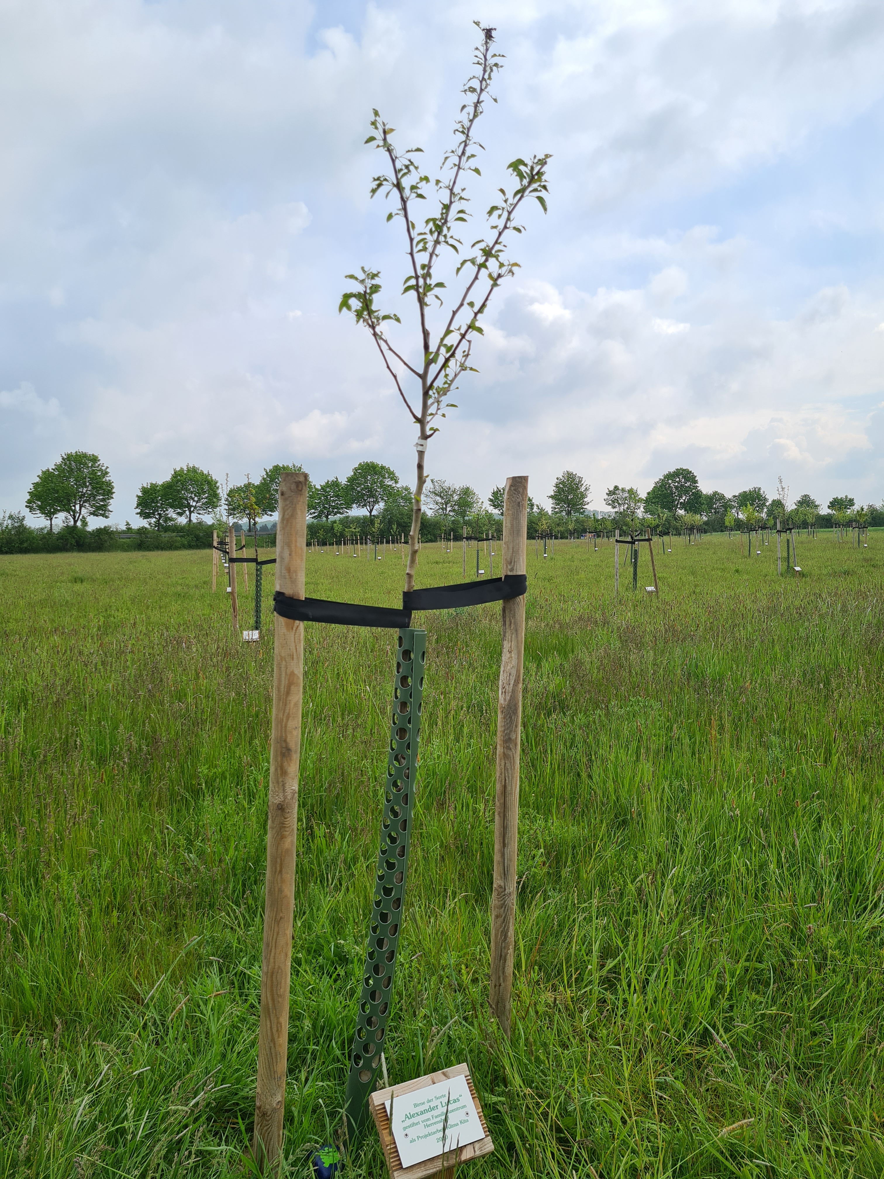 Birnenbaum